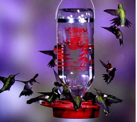 hummingbird feeder bird bottle feeders glass wildaboutbirds nectar