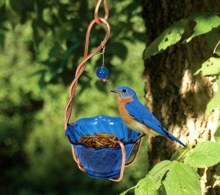 bluebird window feeder