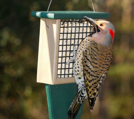 woodpecker suet feeder