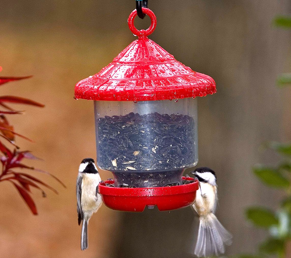 cheapest bird feed