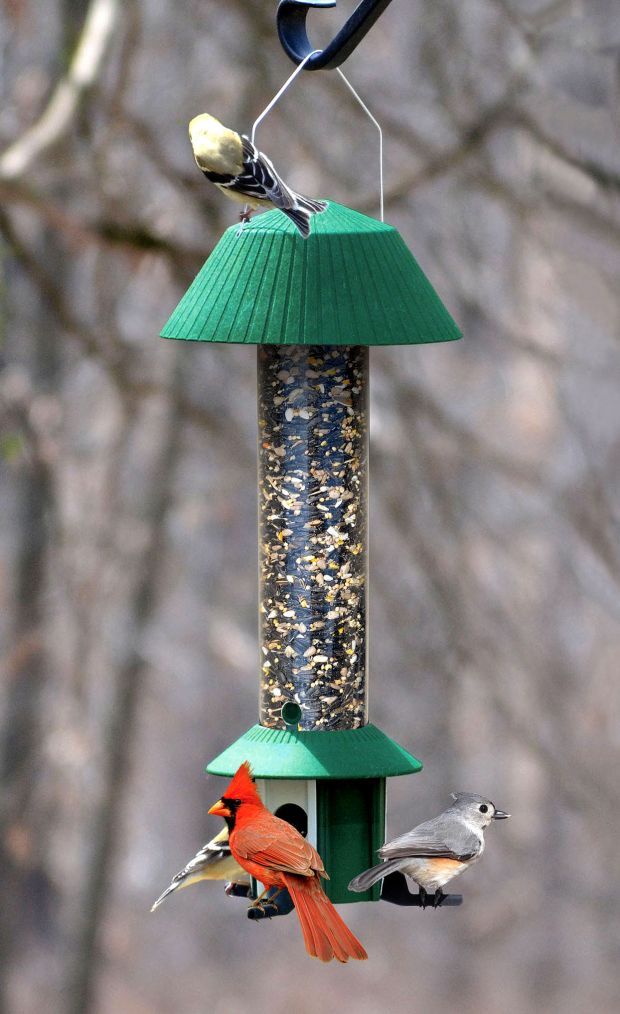 Squirrel Proof Songbird Feeder Wild About Birds