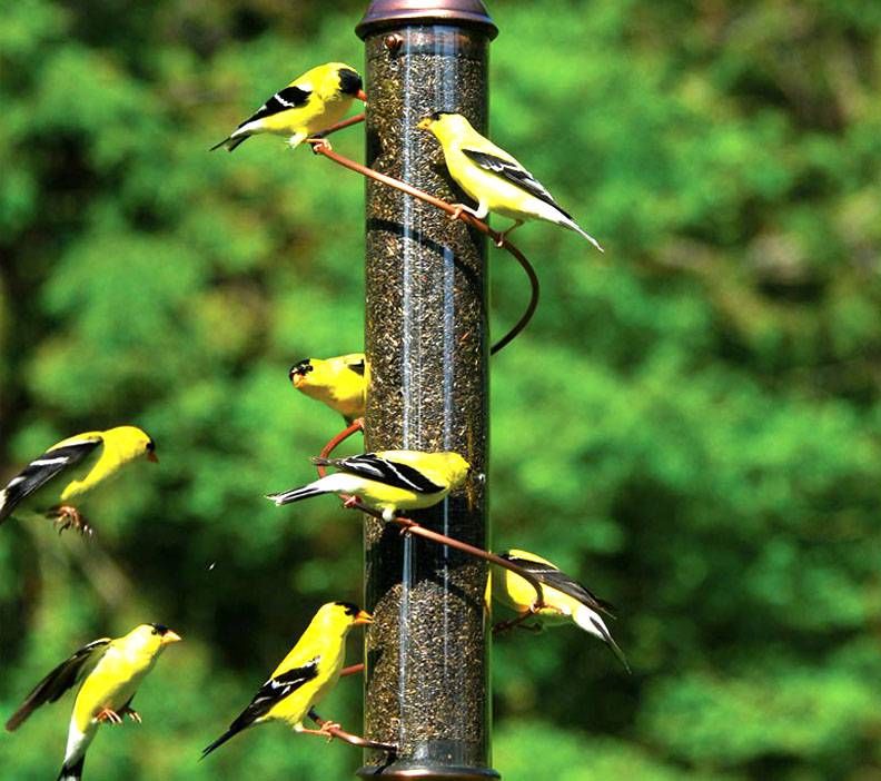 bird thistle feeder