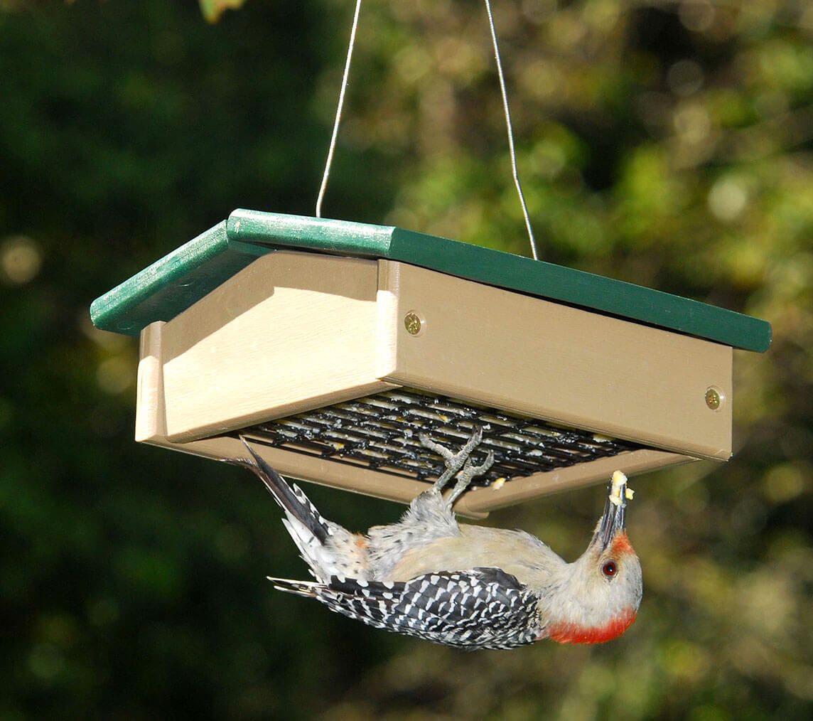 hanging woodpecker feeder